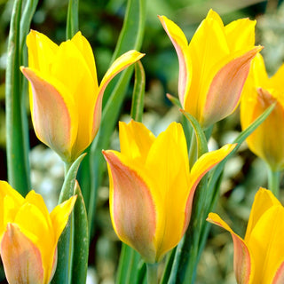 Tulpe - Kolpakowskiana - Tulipa - Intensiver gelber Charme im Garten - 5 Blumenzwiebeln