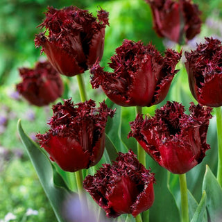 Tulpe - Labrador - Tulipa - Hohe Stiele, Elegante Blüten - 5 Blumenzwiebeln