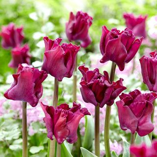 Tulpe - Negrita Crown - Tulipa - Wogende Blütenblätter, Außergewöhnlicher Stil - 5 Blumenzwiebeln