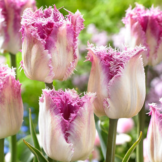 Tulpe - Oviedo - Tulipa - Gefranste Blüten voller Charme - 5 Blumenzwiebeln