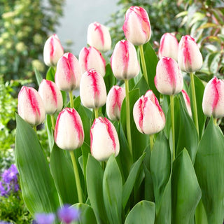 Tulpe - Playgirl - Tulipa - Schlanke elegante Silhouette - 5 Blumenzwiebeln