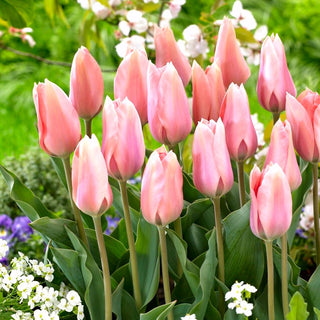 Tulpe - Poco Loco - Tulipa - Faszinierende Blüte ideal zum Schnitt - 5 Blumenzwiebeln