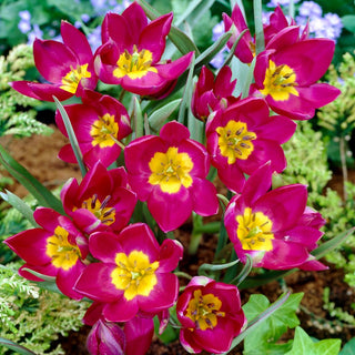 Tulpe - Pulchella Odalisque - Tulipa - Intensives, exotisches Aussehen - 5 Blumenzwiebeln