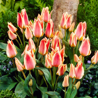 Tulpe - Quebec - Tulipa - Gefüllte Blüten, reichblühend - 5 Blumenzwiebeln