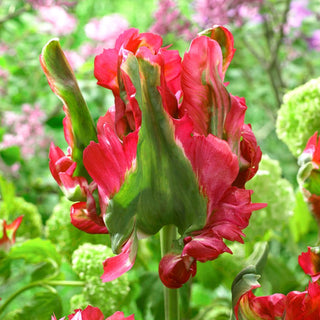 Tulpe - Red Wave - Tulipa - Papagei, originell, starke Stiele - 5 Blumenzwiebeln