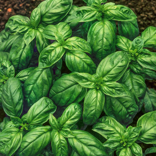 Genovese Basil - Distinct Aroma, Easy to Grow, Health Benefits - Ocimum basilicum - Premium Seeds