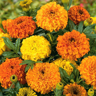 Dwarf African Marigold Colando - Pom-Pom Flowers, Hardy, Ideal for Edging and Pots - Tagetes erecta - Premium Seeds