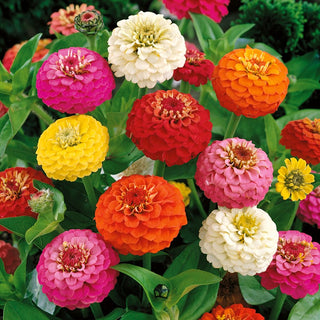 Dwarf Zinnia Pepito Mixed - Pom-Pom, Full Flowers, Ideal for Borders and Vases - Zinnia elegans - Premium Seeds