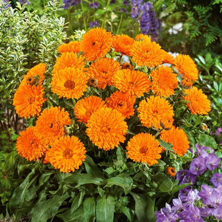 Pot Marigold Orange - Beautiful, Full Flowers, Easy to Grow, Decorative All Season - Calendula officinalis - Premium Seeds