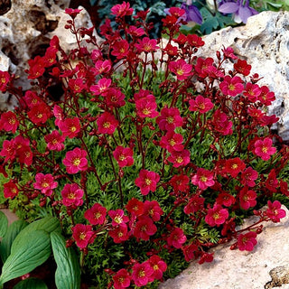 Moos Steinbrech - Rot - Immergrüne Blätter, Ideal Für Steingärten - Saxifraga arendsii - Premium-Saatgut