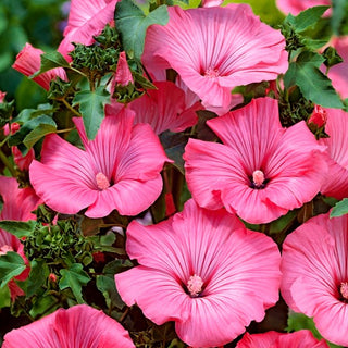 Bechermalve - Rosa - Atemberaubend, Dicht Wachsend, Pflegeleicht - Lavatera trimestris - Premium-Saatgut
