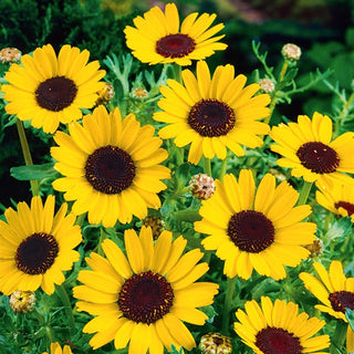 Corn Marigold Yellow and Black - Extra Beautiful Flowers Attracting Pollinators - Chrysanthemum segetum - Premium Seeds