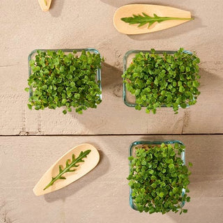 Microgreens - Salatrauke - Kräftiges Aroma, Schnelle Ernte - 100 g - Premium-Saatgut