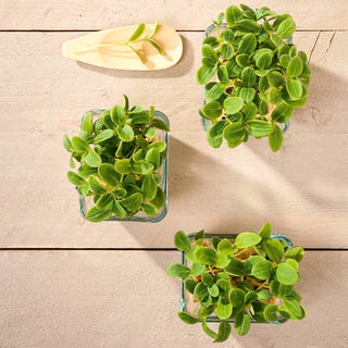 Microgreens - Sonnenblume - Sonnenblätter, Perfekt Für Salate Und Sandwiches - Helianthus annuus - XXL-Packung - 1 kg - Premium-Saatgut