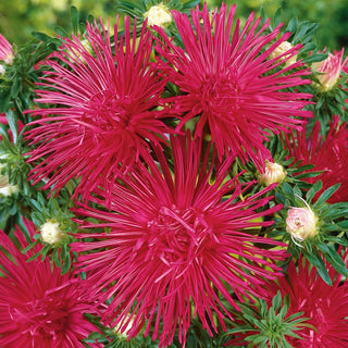 Needle Aster Amaranth - Spectacularly Striking and Exceptionally Durable - Callistephus chinensis - Premium Seeds