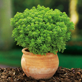 Greek Basil - Intense Flavour and Aroma, Easy to Grow - Ocimum basilicum var. minimum - Premium Seeds