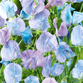 Edelwicke - Hellblau - Zarte Blautöne Der Blüten - Lathyrus odoratus