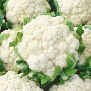 Cauliflower Snowball X - Abundant, White and Large Florets, Rich Source of Protein and Vitamins - Brassica oleracea var. botrytis - Premium Seeds