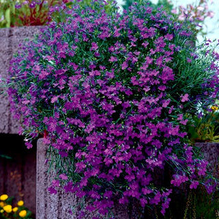 Männertreu, Hängelobelie - Violett - Reich Blühend, Besonders Langlebig - Lobelia pendula