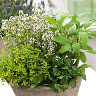 Herb Selection - Perennial Melliferous Herbs - Supports Pollinators, Ideal for Gardens - Premium Seeds