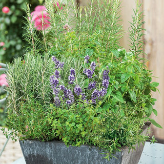 Herb Selection Italian Herbs - Fresh Herbs All Season, Enhances the Flavour of Meats, Cheeses and Vegetables - Premium Seeds