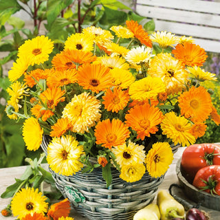 Dwarf Pot Marigold - Easy to Grow for Everyone - Calendula officinalis nana - Premium Seeds
