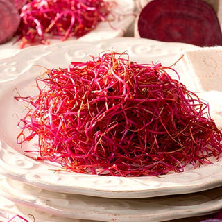 Beetroot - Sprouting Seeds - Healthy and Colourful Sprouts, Easy to Grow All Year Round - Premium Seeds
