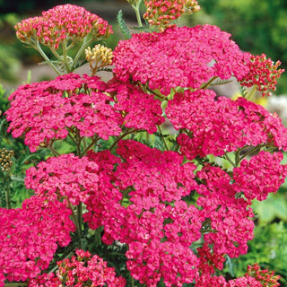 Yarrow Dark Pink - Resistant to Harsh Conditions and Beautifully Blooming - Achillea millefolium - Premium Seeds