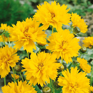 Coreopsis Sunburst - Exceptionally Pretty Flowers, Decorative All Season - Coreopsis grandiflora - Premium Seeds