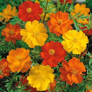 Sulfur Cosmos Bright Lights - Exceptionally Pretty Flowers in Intense Colours - Cosmos sulphureus - Premium Seeds