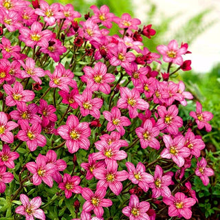 Moos Steinbrech - Rosa - Robust Und Langlebig, Perfekt Für Beeteinfassungen - Saxifraga arendsii - Premium-Saatgut