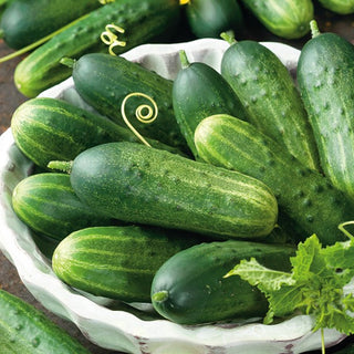 Cucumber Sremski Nowy F1 - Open-Field, Very Disease-Resistant, Abundant Yields - Premium Seeds