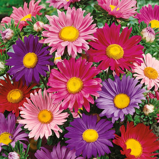 Aster Single Mix - Timeless Beauty and Grace - Callistephus chinensis - Premium Seeds
