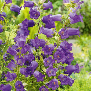 Canterbury Bells Blue - Striking Flowers for Any Border - Campanula medium - Premium Seeds