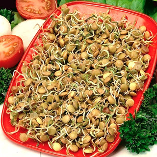 Keimsprossen - Grüne Linsen - Ballaststoffreich, Fein Im Geschmack - Lens culinaris