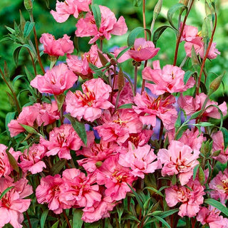 Elegant Clarkia Light Pink - Extra Beautiful Flowers, a Wonderful Choice for the Garden - Clarkia elegans - Premium Seeds