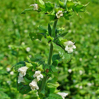 Zitronenmelisse - Bienenfreundlich, Gesund, Aromatisch - Melissa officinalis - XXL-Packung - 1 kg - Premium-Saatgut