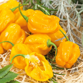 Chilli Pepper Habanero Yellow - Intensely Yellow, Fiery Hot - Capsicum chinense - Premium Seeds