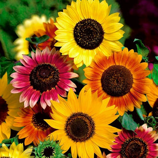 Sonnenblume - Mischung - Bunte Blumenwiese, Perfekt Für Sträuße - Helianthus annuus - Großpackung - 100 g