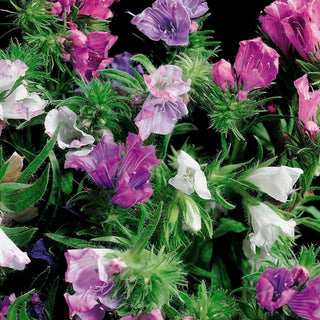 Griechischer Natternkopf - Bienenpflanze - Außergewöhnliche Nektarquelle, zieht Bestäuber an - Echium plantagineum - Großpackung - 100 g