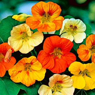 Zwerg Kapuzinerkresse - Tom Thumb - Perfekte Dekoration Für Kübel Und Töpfe - Tropaeolum majus var. nanum
