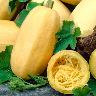 Spaghettikürbis - Vegetable Spaghetti - Kulinarische Gartenspezialität