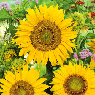 Sonnenblume - Sunspot - Robust Wuchsfreudig - Helianthus annuus - XXL-Packung - 1 kg