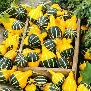 Ornamental Gourd Pear Bicolour - Bicolour Jewel of Autumn Arrangements - Premium Seeds