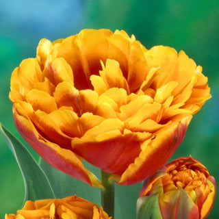 Tulpe - Bonanza - Tulipa - Blüte voller Gartenmagie - 5 Blumenzwiebeln