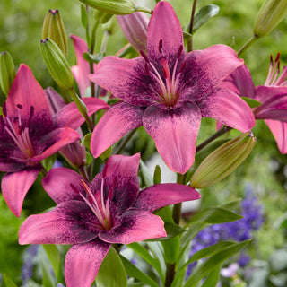 Asiatische Lilie - Purple Dream - Lilium - Violette Akzente im Spätsommer