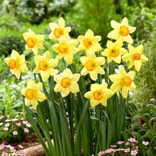Narzisse - Red Devon - Narcissus - Gelb-orangefarbener Frühlingsglanz - 5 Blumenzwiebeln