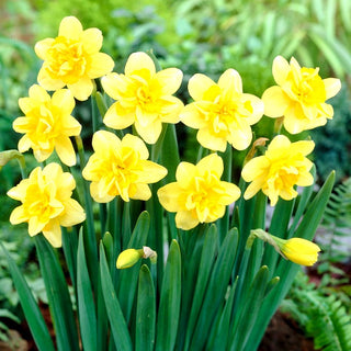 Narzisse - Safina - Narcissus - Bunte Blüten, sonniger Akzent - 5 Blumenzwiebeln