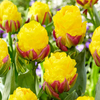 Tulpe - Ice Cream Banana - Tulipa - Außergewöhnliche Blüten wie Dessert - 5 Blumenzwiebeln