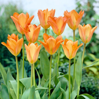 Tulpe - Orange Emperor - Tulipa - Schafft energiegeladene Kompositionen - 5 Blumenzwiebeln